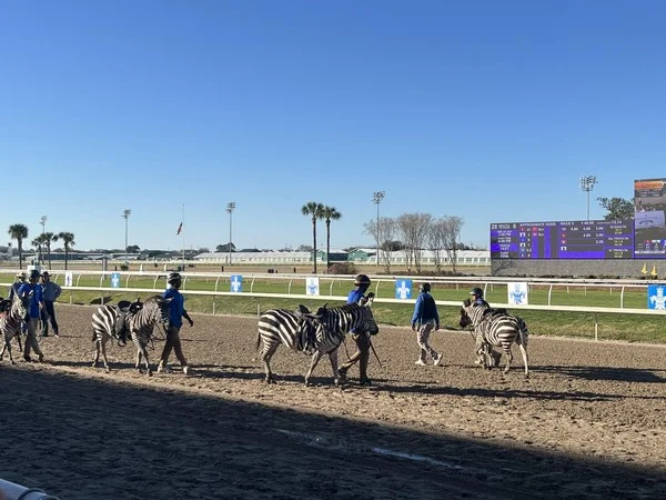 Can you always win by a wide margin in the horse racing three-way betting market?