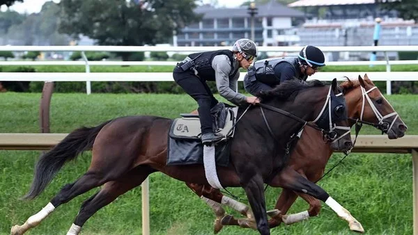 When should you bet on the Champion of Swords market in horse racing?